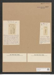 Diatomeae indet. Zeichnungen Sammlung Grunow Nr. 4479 (NHMW-BOT-W0372436)